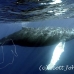 whale_humpback_h_00245_dom3646.jpg